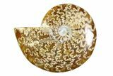 Polished Ammonite (Cleoniceras) Fossil - Madagascar #339241-1